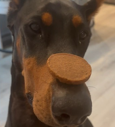Dog trick Nyx