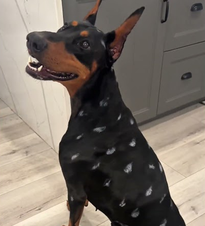 Painted my dog for Halloween