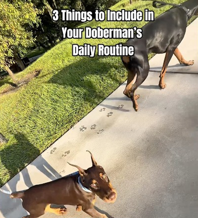 3 things to include in your Doberman’s daily routine
