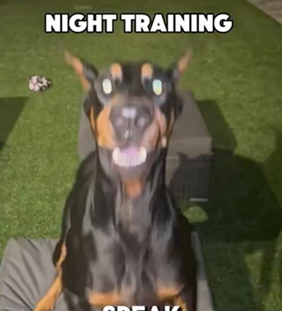 Night training with my Doberman