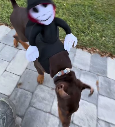 Nash is ready for Halloween 🎃