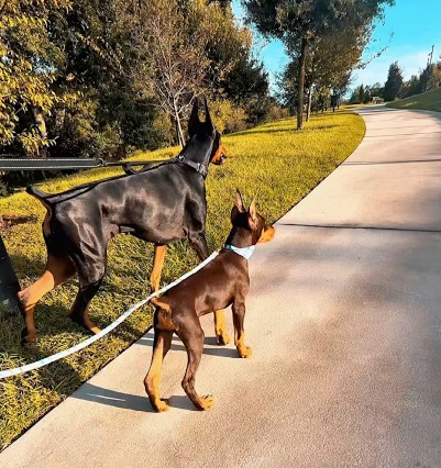 Walking a Doberman m!