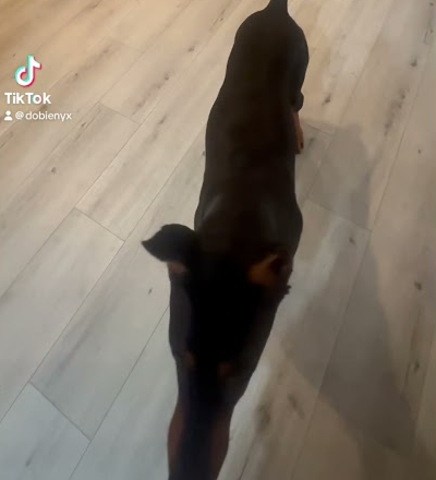Teach your dog to do a spin