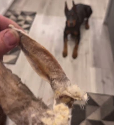 Feeling my dog rabbit ears