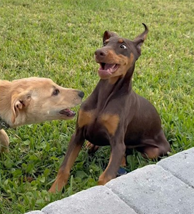 Proof that friendship has no breed or color