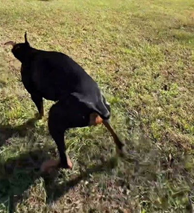 Racing my Doberman