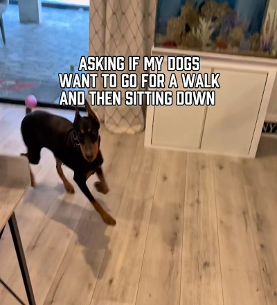 Let’s go for a walk prank on my dogs