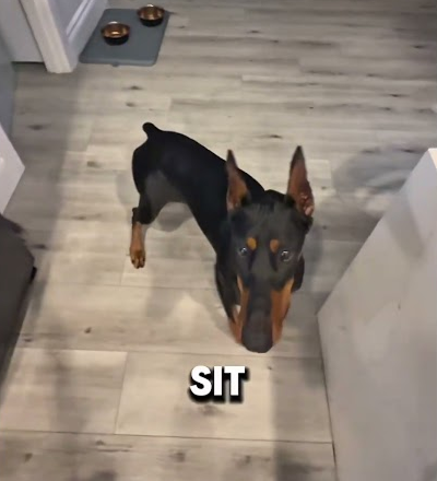 My spoiled dog ordered steak