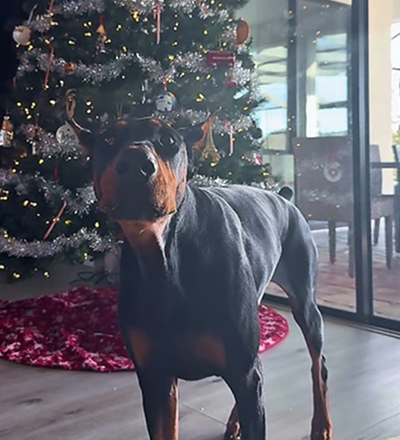Dog singing Christmas carols