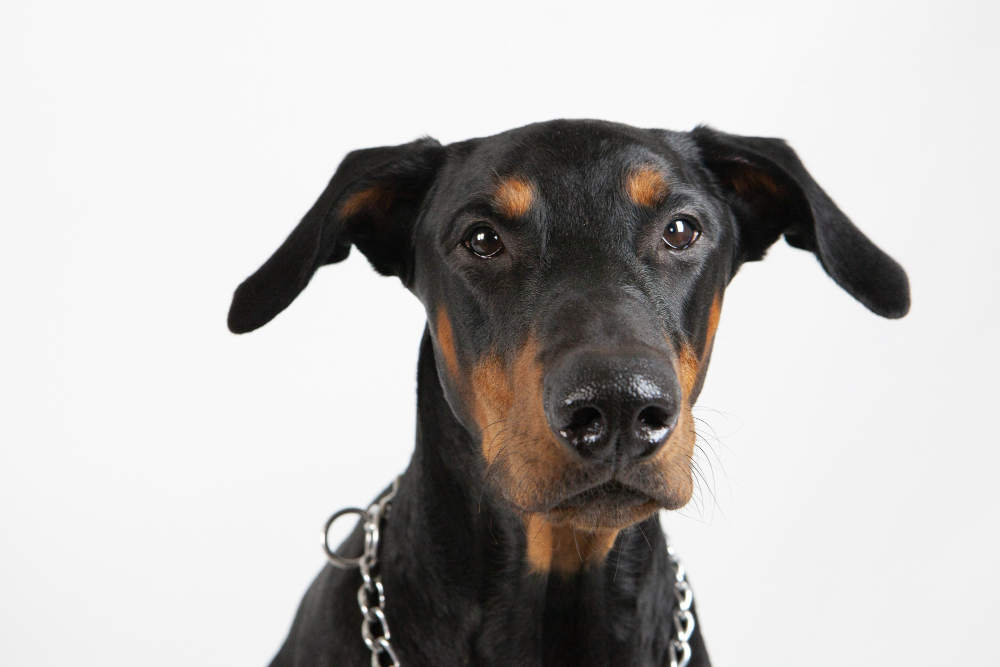 How Much Does a Doberman Cost?