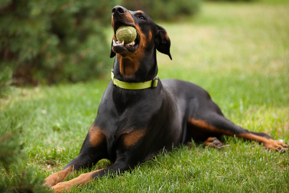 How Long Do Doberman Dogs Live?