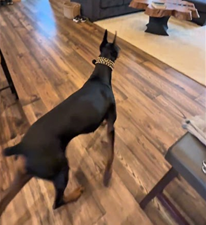 Hide and seek with my Doberman