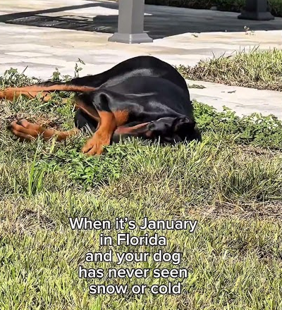 My dog enjoying Florida’s winter ❄️