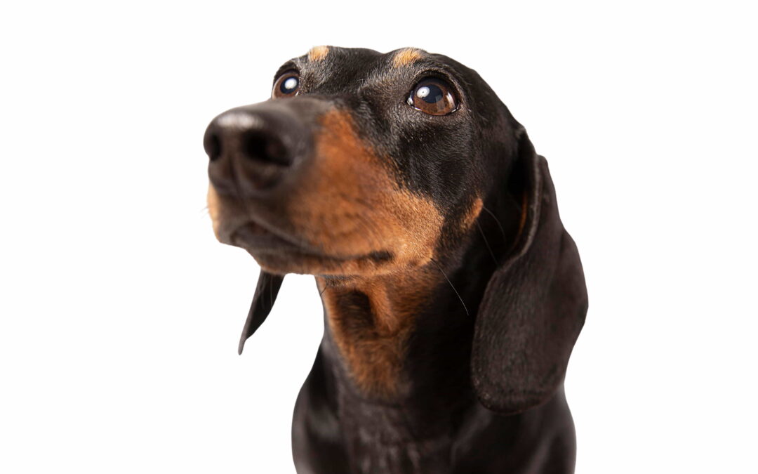 Why Do People Crop Doberman Ears?