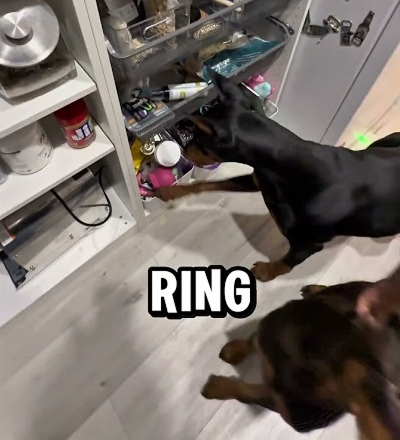 Ring the bell to get a treat Nyx