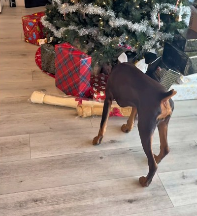 Merry Christmas Nyx 🎁🎄