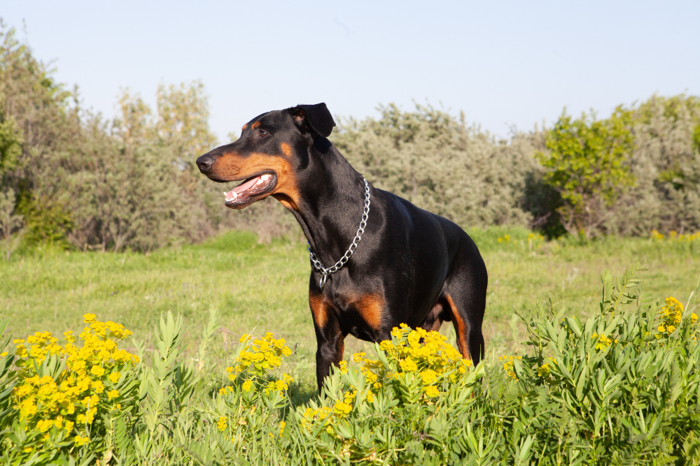 Are Doberman Pinschers Aggressive?