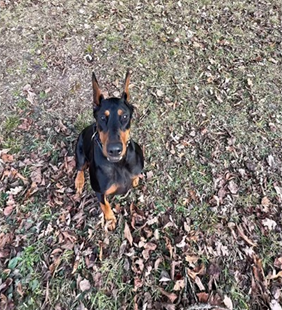 Training with our dobie