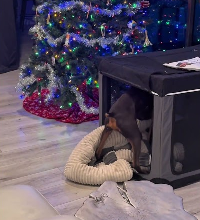 Lil bro when from romance to fight or flight