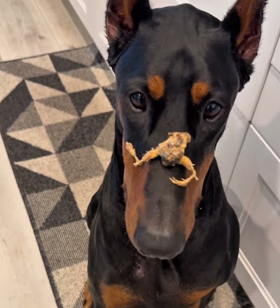 Baby quail dog treats