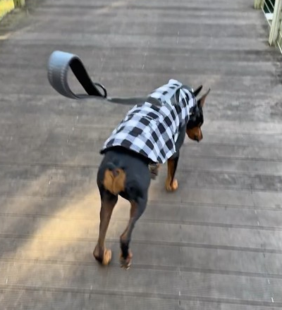 Trusting My Dog in 3…2…1…