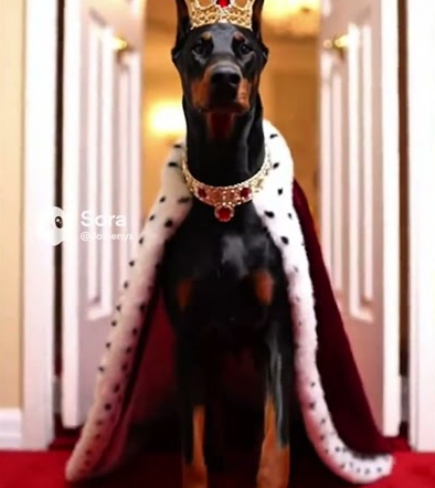 What my dog thinks she is when she walks into a room